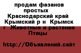 продам фазанов простых. - Краснодарский край, Крымский р-н, Крымск г. Животные и растения » Птицы   